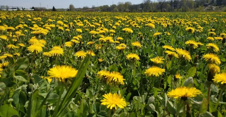 Śląski Ogród Botaniczny w Mikołowie znowu zamknięty. Bo wcale nie miał być otwarty?