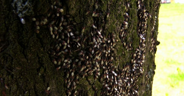 Katowice: Tajemnicze owady atakują Osiedle Tysiąclecia! Mieszkańcy przerażeni!
