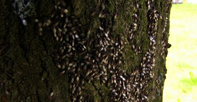 Katowice: Tajemnicze owady atakują Osiedle Tysiąclecia! Mieszkańcy przerażeni!