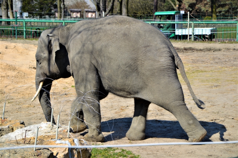 Scott i Ned. Chorzowskie słonie w roli... wulkanizatorów. WIDEO, ZDJĘCIA