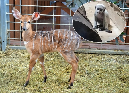 W śląskim ZOO obrodziło maluchami