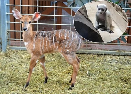 W śląskim ZOO obrodziło maluchami