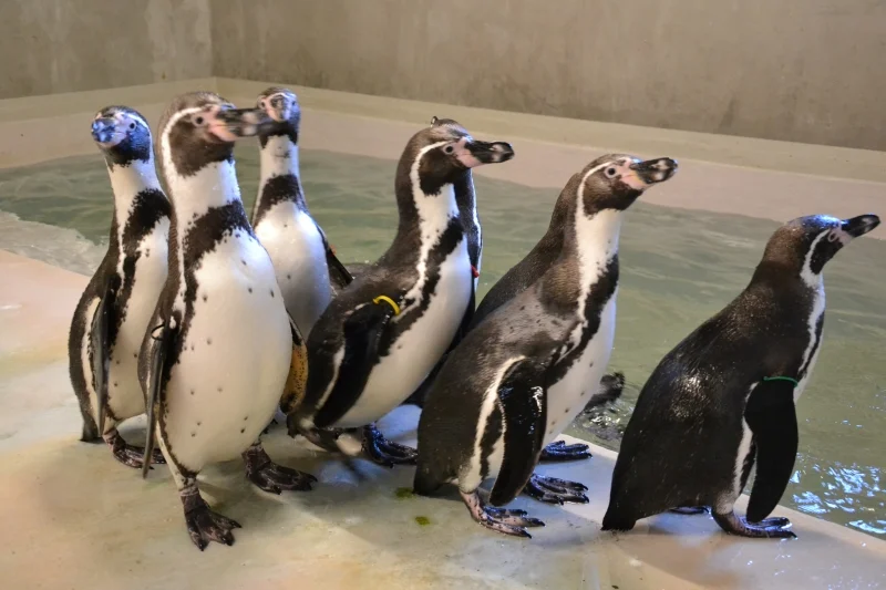 Pingwiny zadomowiły się w śląskim ZOO