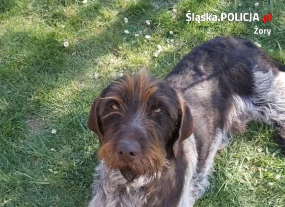 Mundurowi w czasie pandemii niosą pomoc także zwierzętom