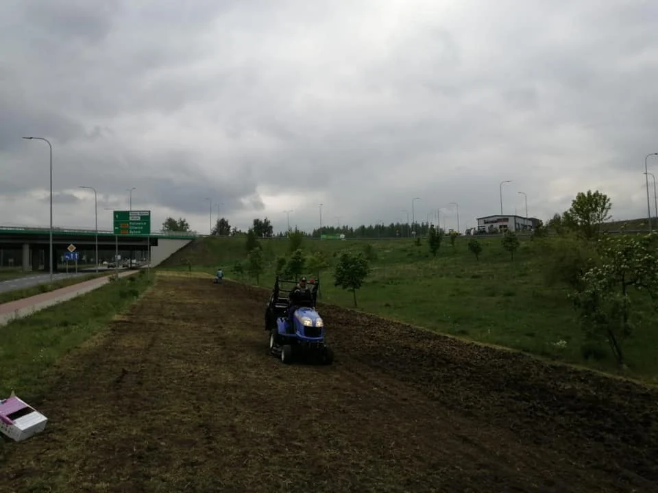 W Rudzie Śląskiej powstają łąki kwietne. W ten sposób miasto walczy z suszą