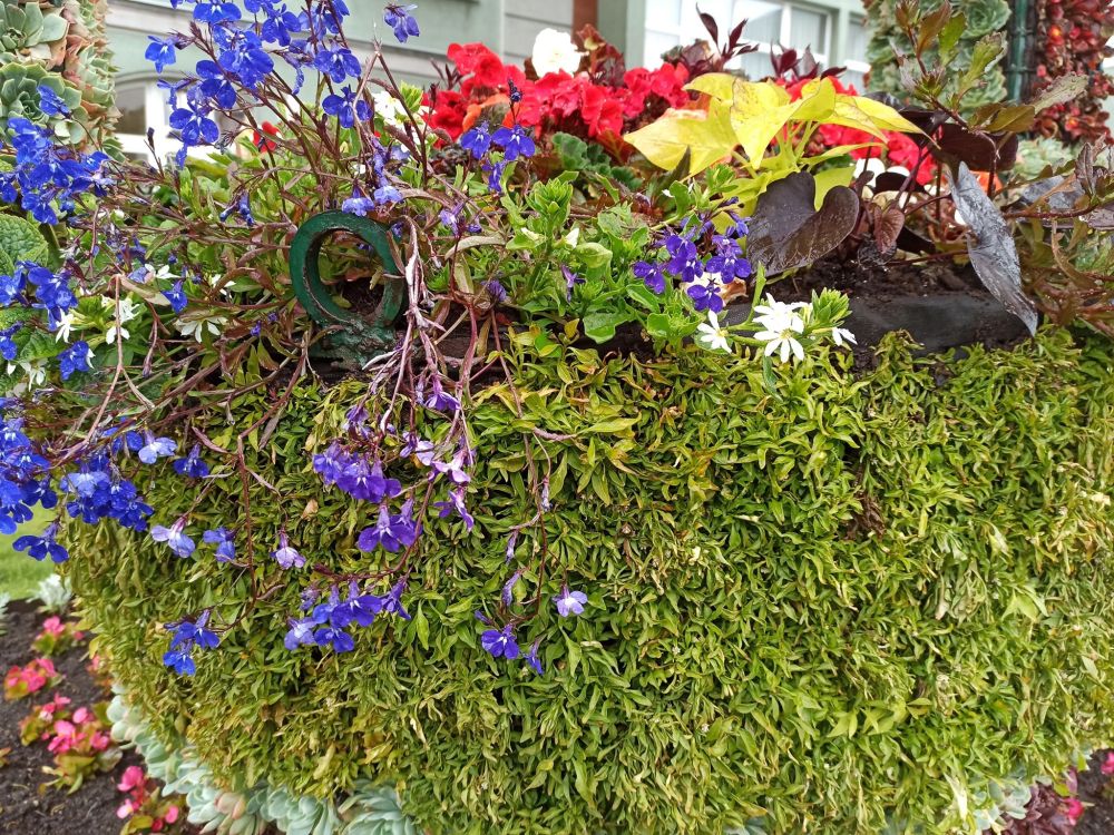 Kwiatowe ozdoby na ulicach Piekar Śląskich