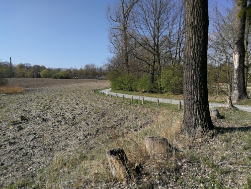 Łąka kwietna - Rzęsa będzie jeszcze piękniejsza
