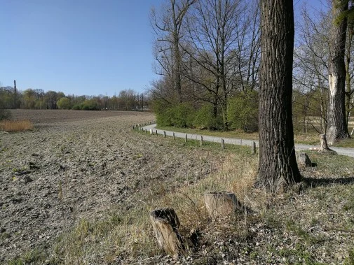 Łąka kwietna - Rzęsa będzie jeszcze piękniejsza