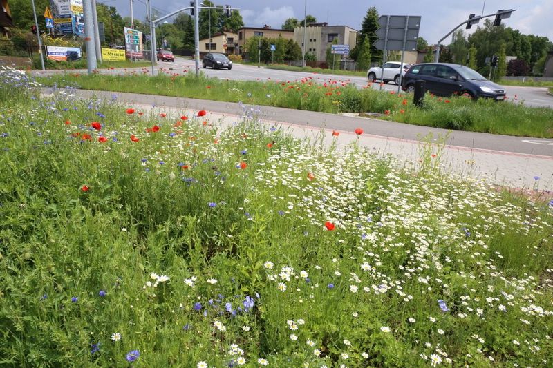 Kolorowe dywany łąk kwietnych w Rybniku