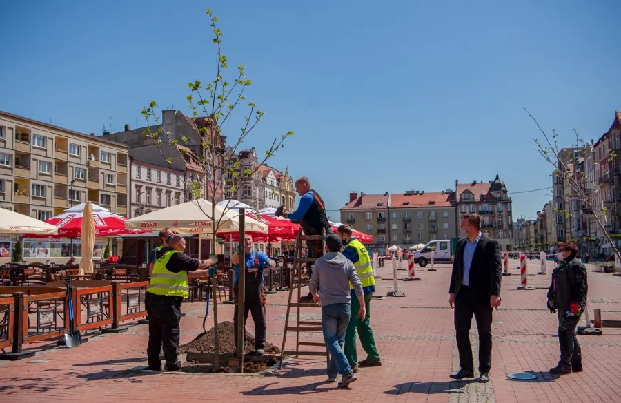 Rozpoczęła się rewitalizacja zieleni na bytomskim Rynku