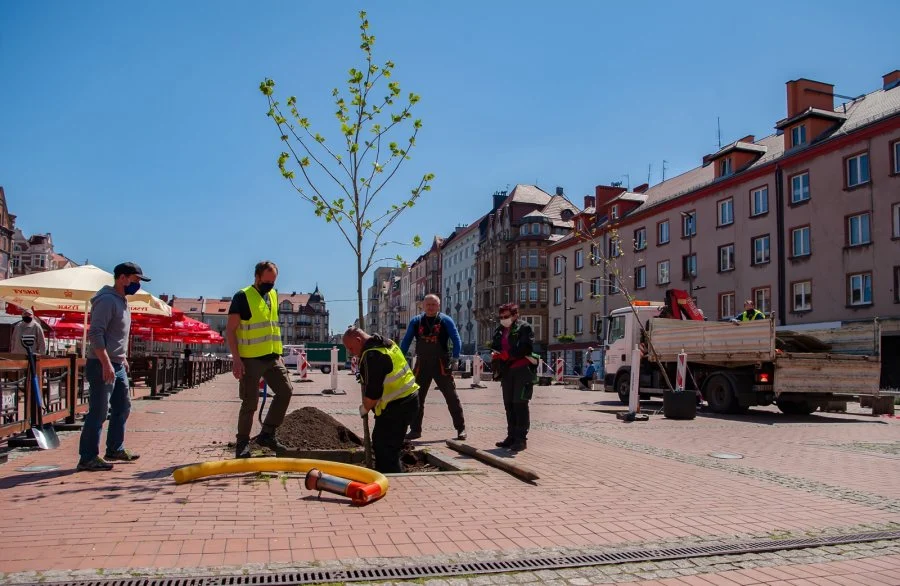 Rozpoczęła się rewitalizacja zieleni na bytomskim Rynku