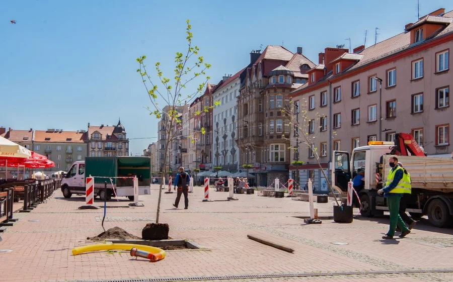 Rozpoczęła się rewitalizacja zieleni na bytomskim Rynku