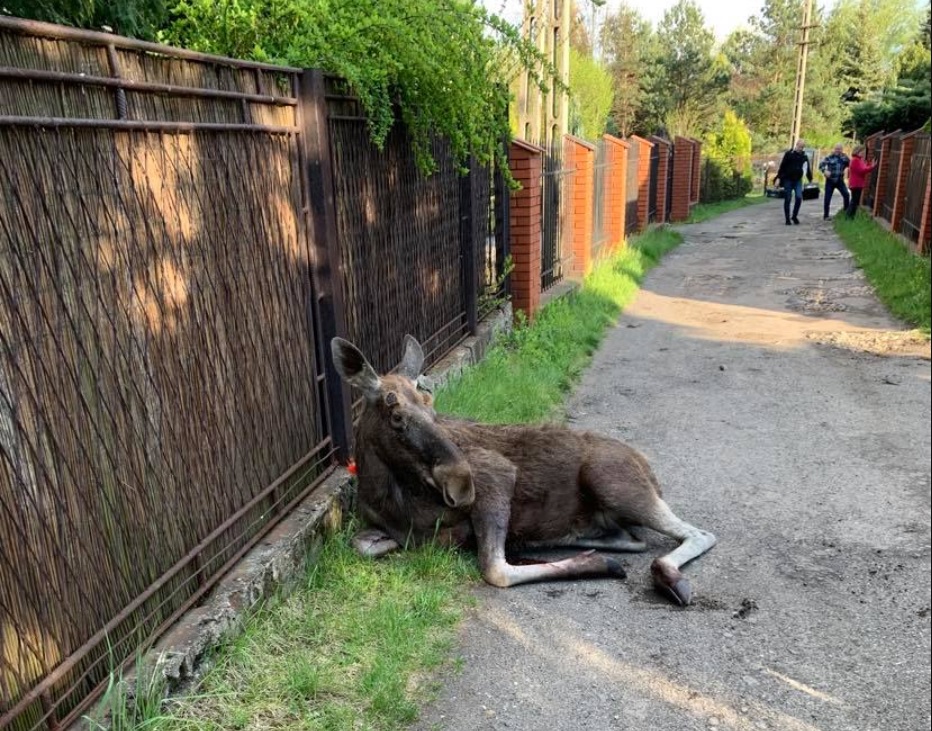 Kolejny łoś w Sosnowcu uratowany