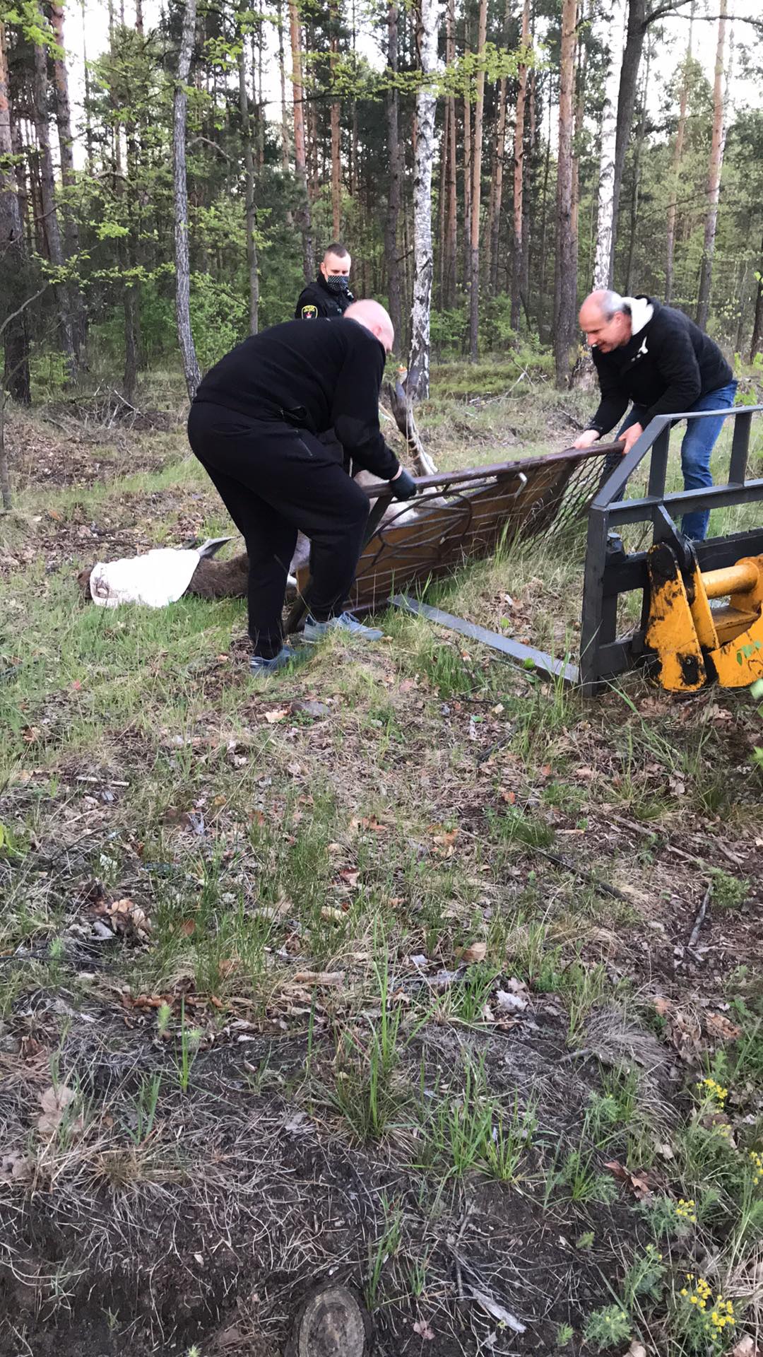 Kolejny łoś w Sosnowcu uratowany