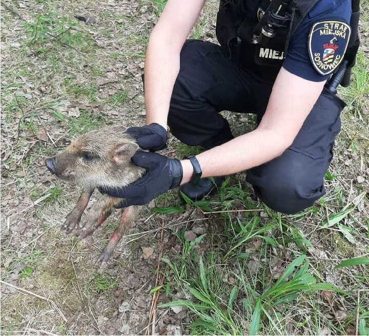 Młody warchlak uratowany w Sosnowcu