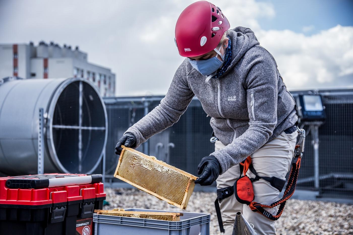120 tysięcy pszczół zamieszkało na katowickich budynkach!