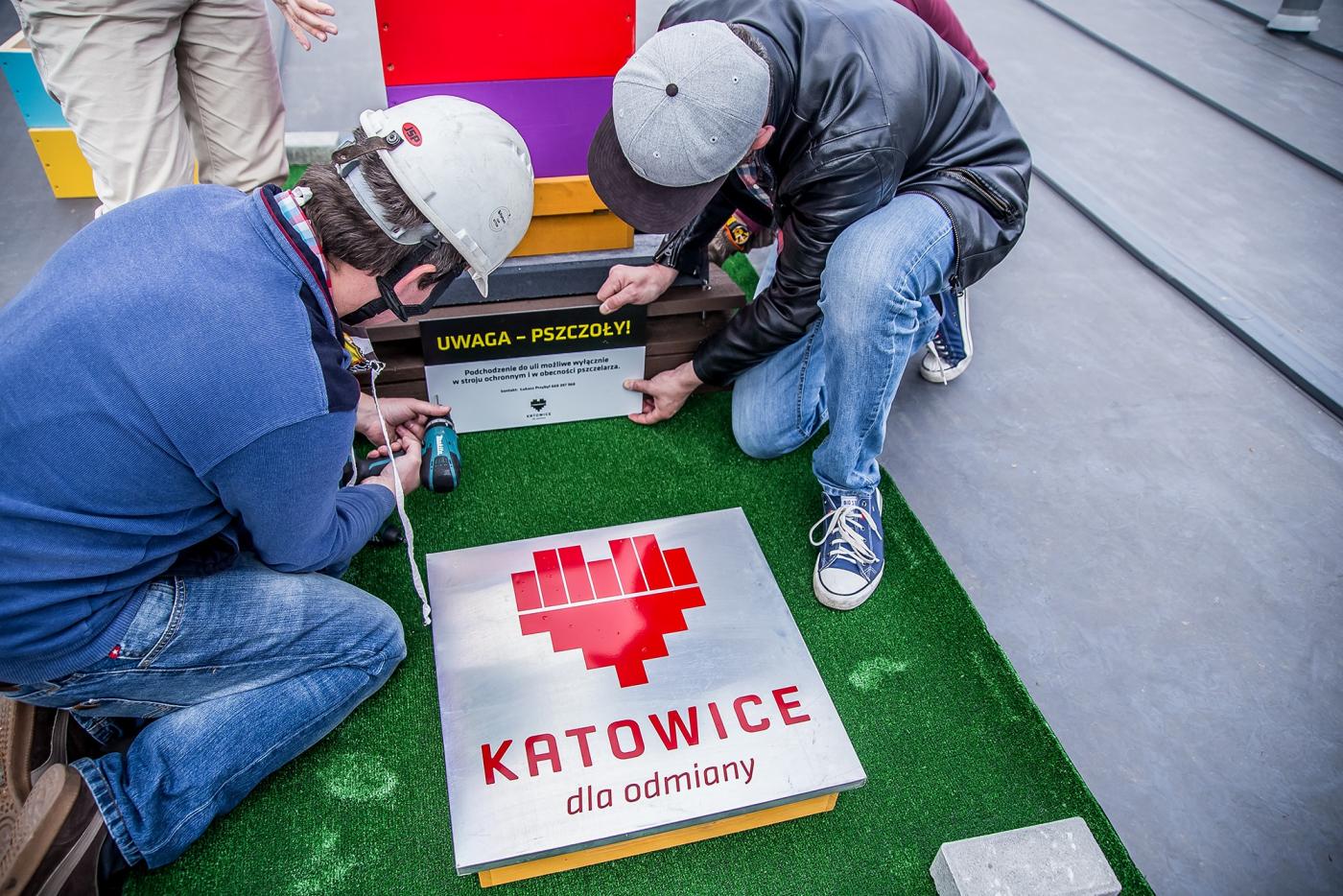 120 tysięcy pszczół zamieszkało na katowickich budynkach!