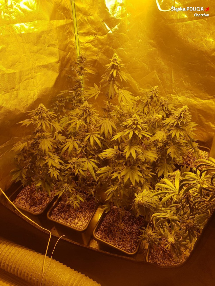 Produkował narkotyki na dużą skalę. 29-latek usłyszał zarzuty