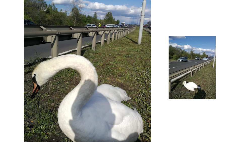 Świętochłowiccy policjanci pomogli łabędziowi, który utknął na pasie zieleni przy DTŚ