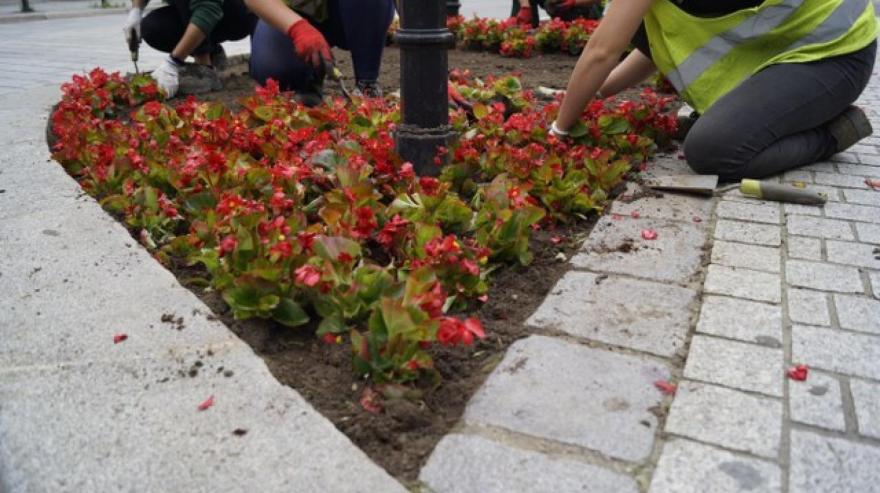 W gliwickich pasach drogowych pojawiły się kolejne barwne rośliny