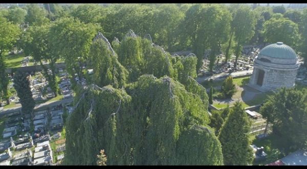 Pamiętają historię Sosnowca, teraz walczą o tytuł Drzewa Roku