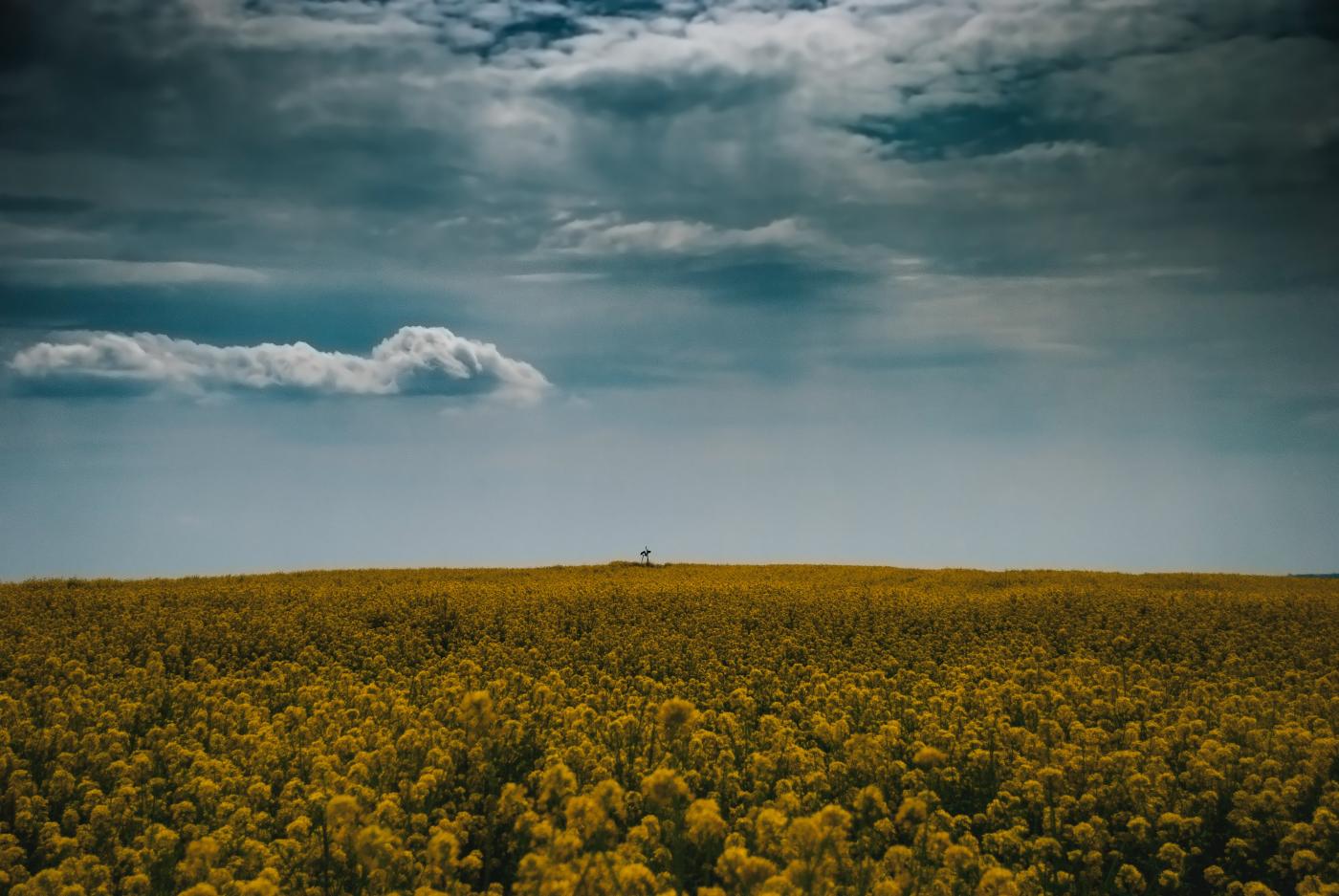 Czym są środki ochrony roślin?