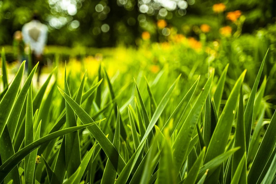 Zielony Budżet Miasta Katowice