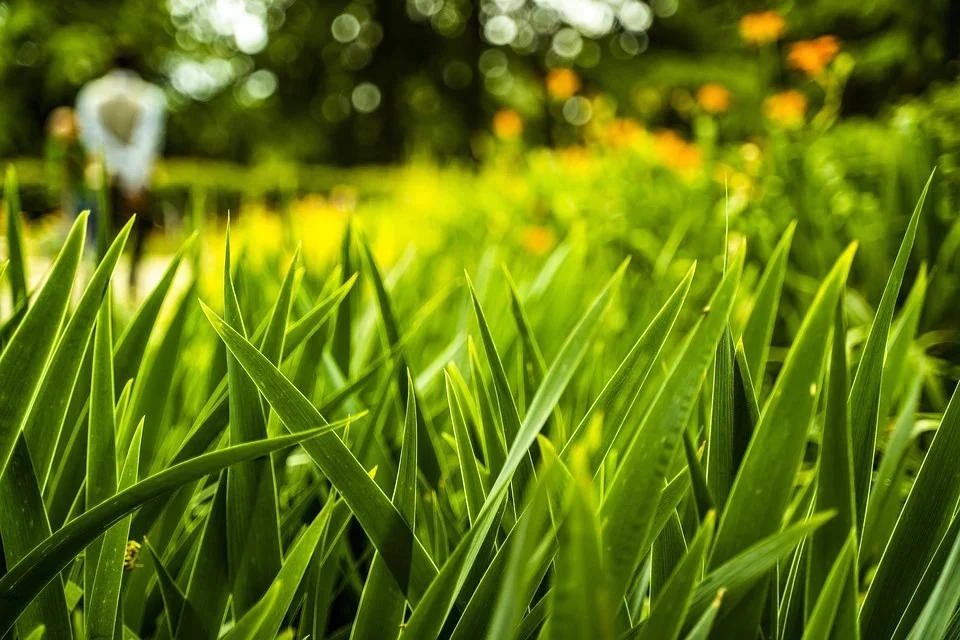 Zielony Budżet Miasta Katowice