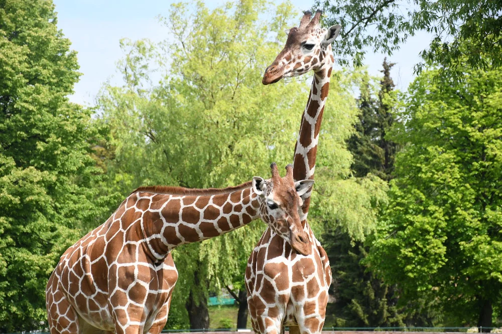 Dziś Śląski Ogród Zoologiczny zostanie otwarty dla odwiedzających
