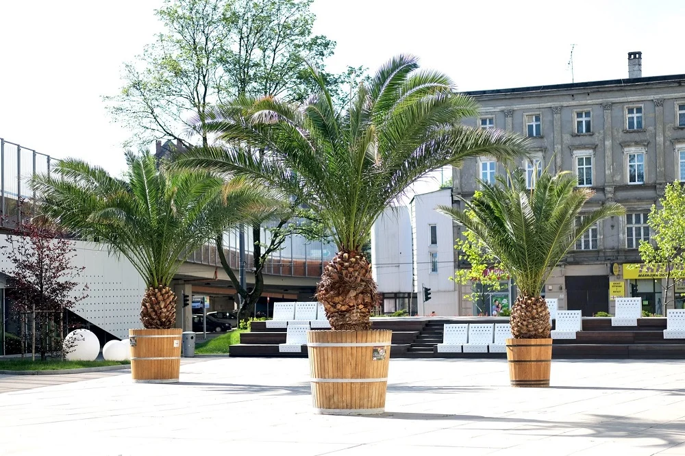 Chorzowskie palmy wróciły już na rynek! Hilda, Truda i Bercik są już na swoim miejscu