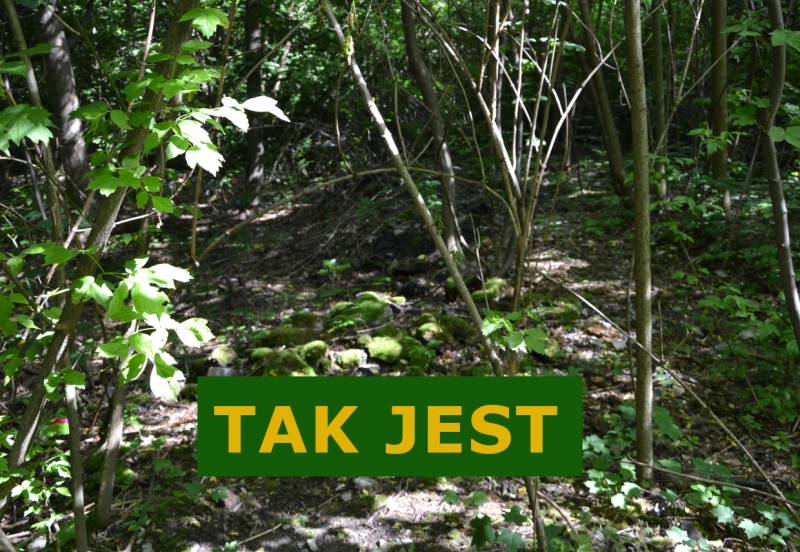 Park Śląski bez dzikich wysypisk. Kolejne zlikwidowane