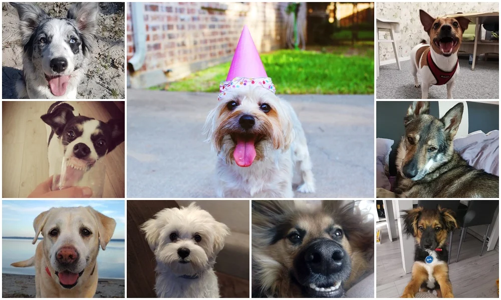 1 lipca obchodziliśmy Międzynarodowy Dzień Psa. Oto pupile naszych Czytelników