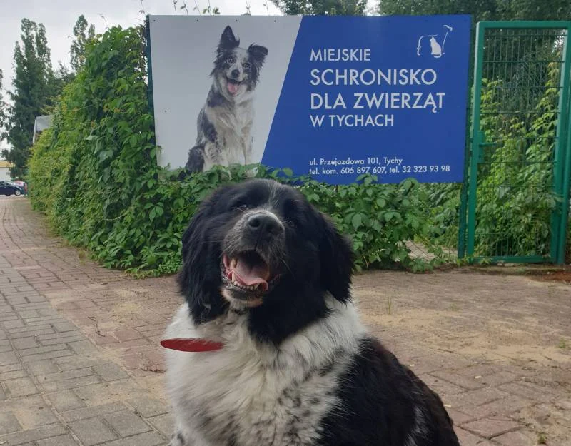 Psy ze „schroniska” w Radysach trafią do Tychów