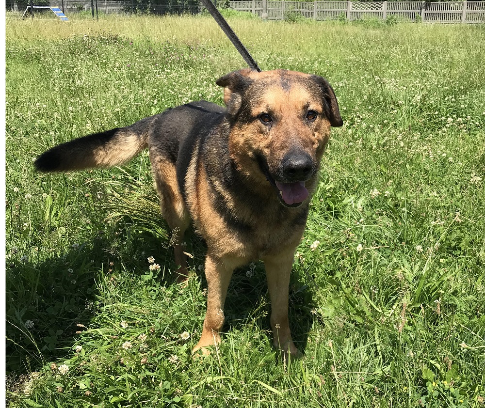 Psy z Radys ​w katowickim schronisku. Kiedy trafią do adopcji?