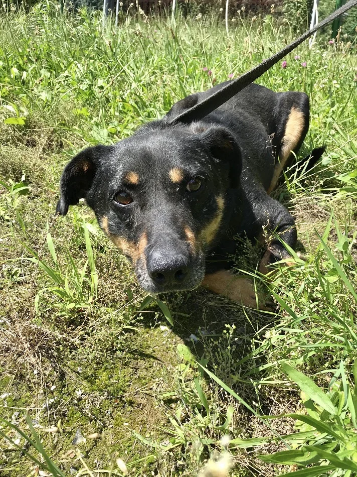 Psy z Radys w katowickim schronisku. Kiedy trafią do adopcji?