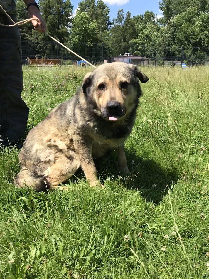 Psy z Radys w katowickim schronisku. Kiedy trafią do adopcji?