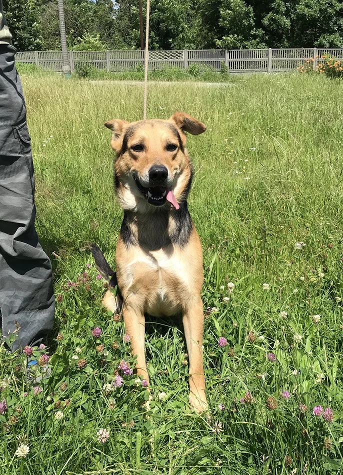 Psy z Radys w katowickim schronisku. Kiedy trafią do adopcji?
