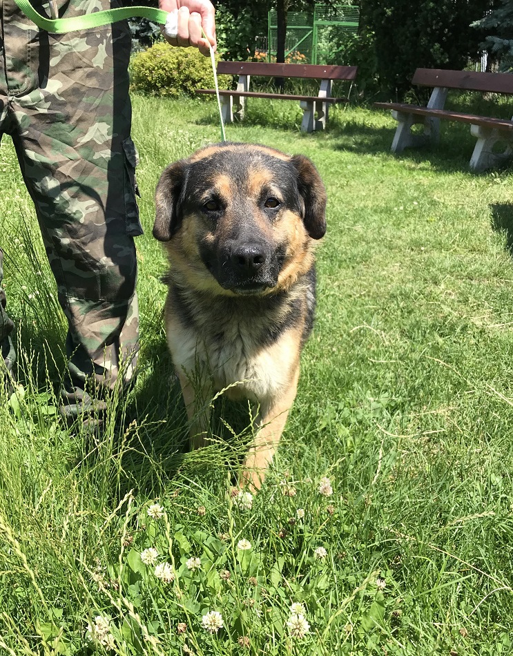 Psy z Radys w katowickim schronisku. Kiedy trafią do adopcji?