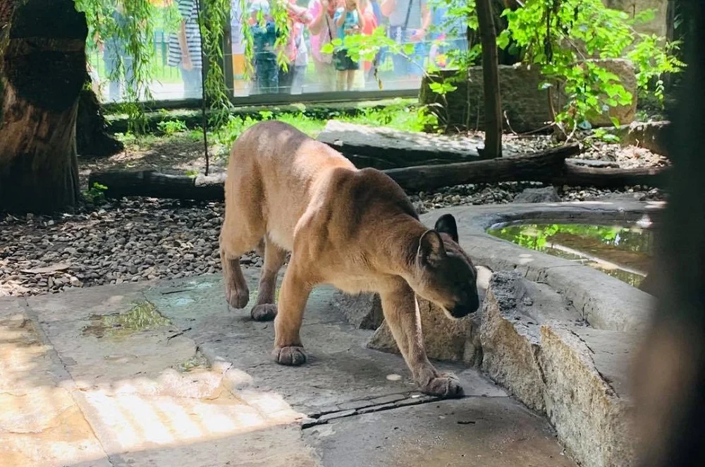 Puma Nubia trafiła do ZOO w Chorzowie! O jej dalszym losie zdecyduje sąd
