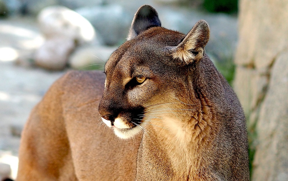 Były właściciel pumy Nubii i dyrekcja poznańskiego zoo podpisały ugodę