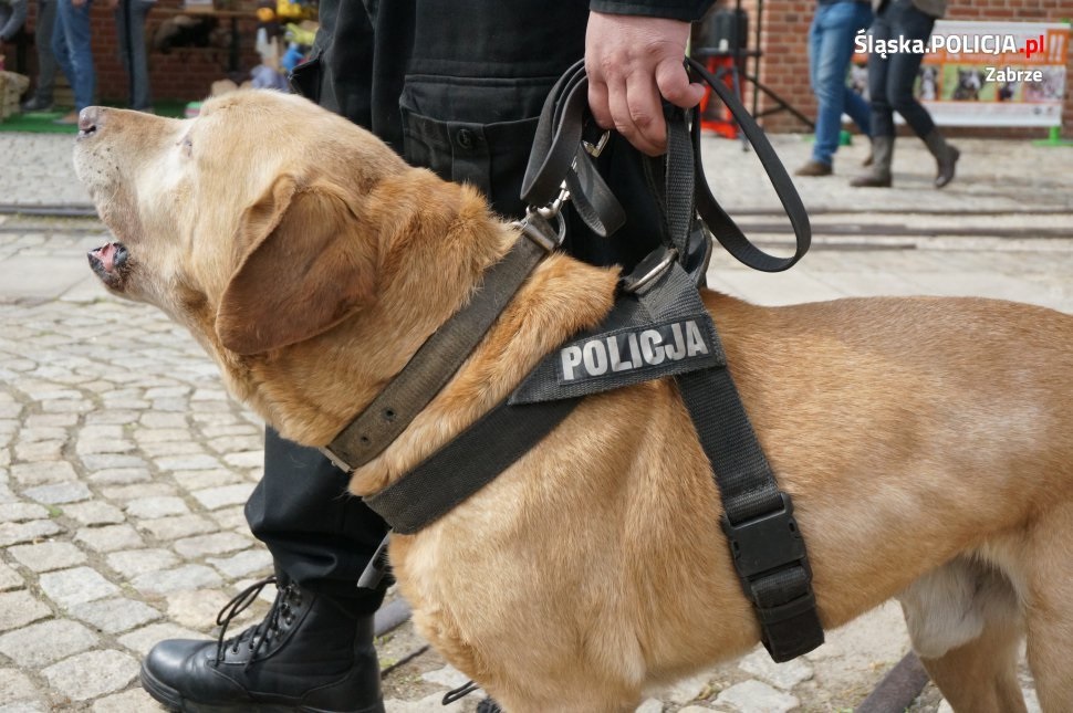 Bezpieczne wakacje - jak się zachować gdy zaatakuje pies?