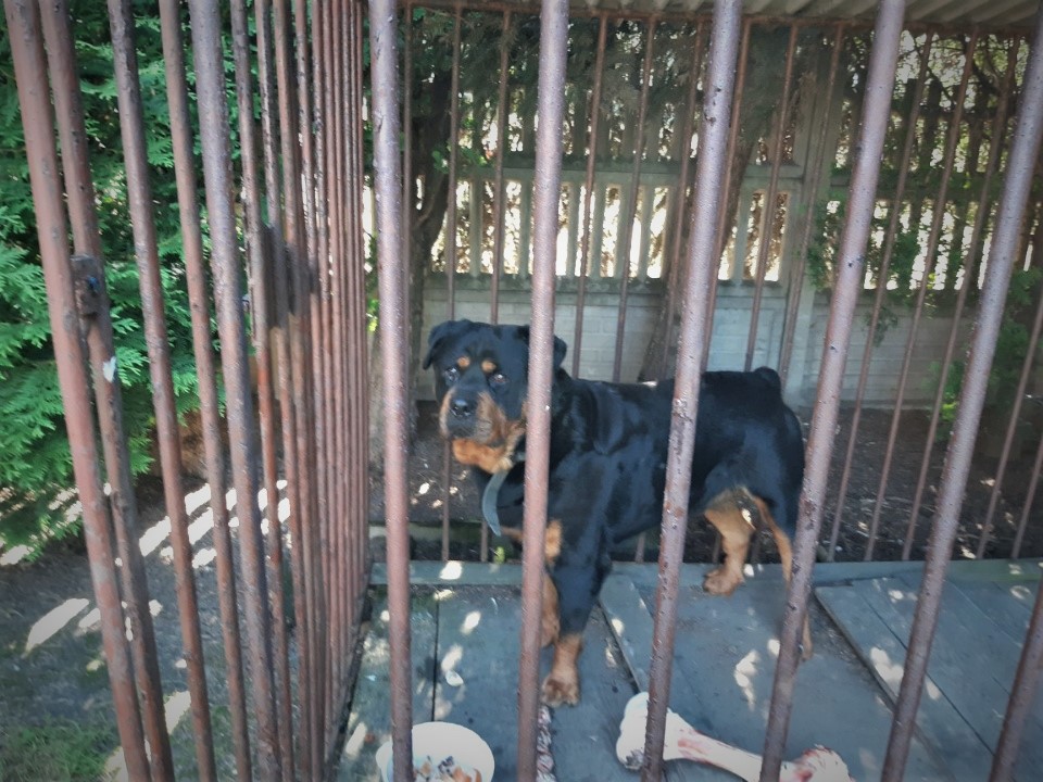 Policjanci z Orzesza znaleźli nowy dom dla "Rambo"