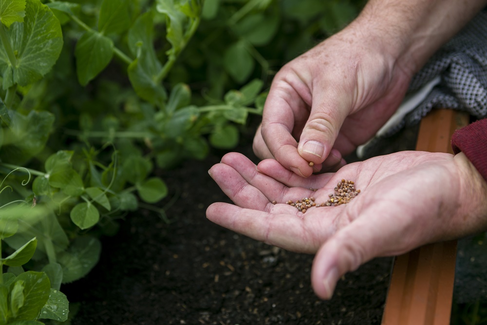 Przesyłka z Chin z "dziwnymi" nasionami? Zgłoś to Policji!