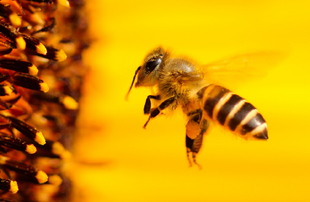 40 tysięcy pszczół w Teatrze Zagłębia