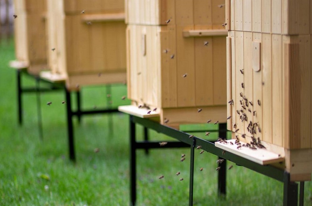 40 tysięcy pszczół w Teatrze Zagłębia