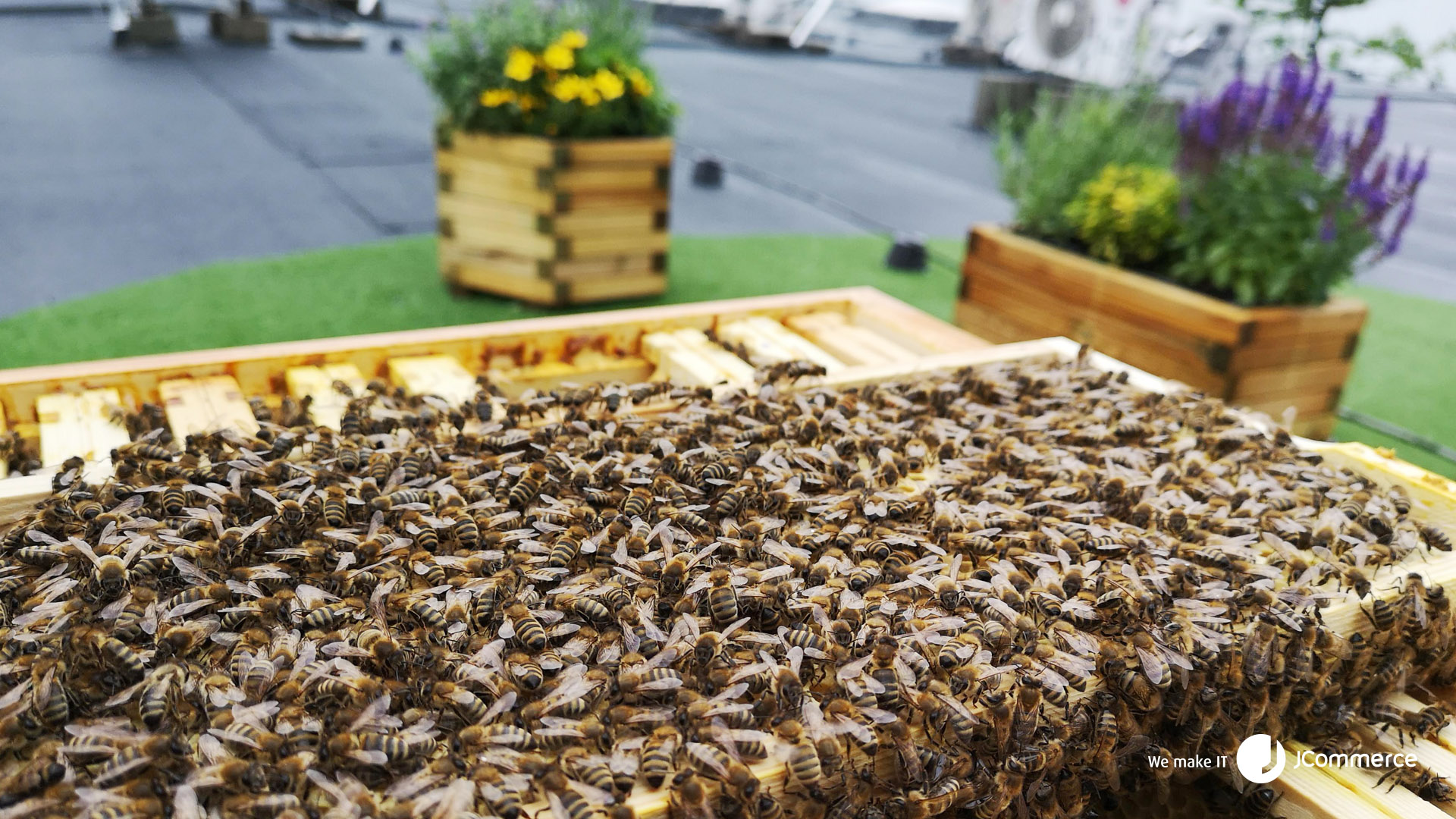 JBees, czyli pasieka na dachu katowickiego biura JCommerce