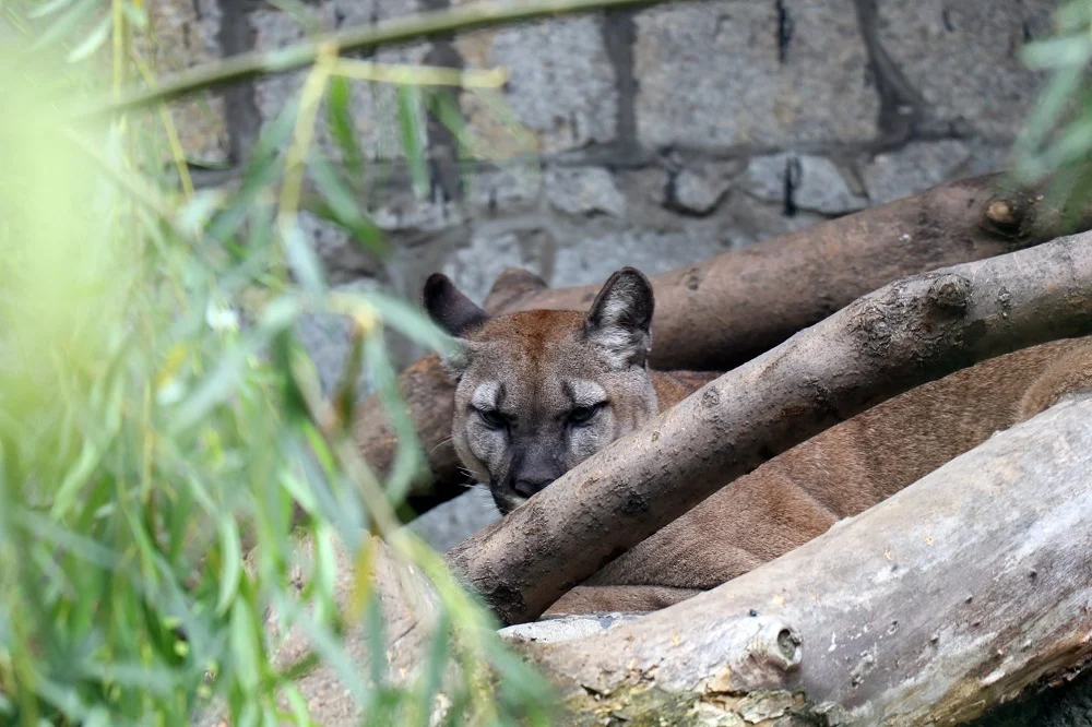 Puma Nubia pozostanie w Śląskim Ogrodzie Zoologicznym w Chorzowie