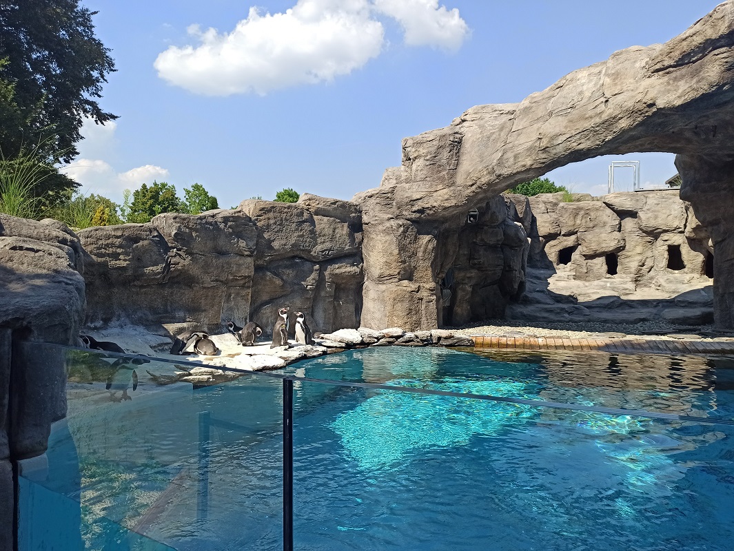 Pingwiny zniknęły z chorzowskiego zoo! Spokojnie, to tylko na chwilę