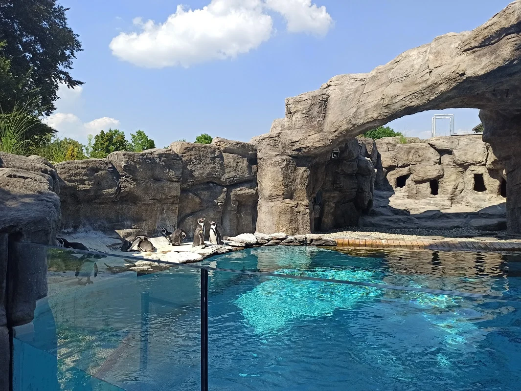 Pingwiny zniknęły z chorzowskiego zoo! Spokojnie, to tylko na chwilę