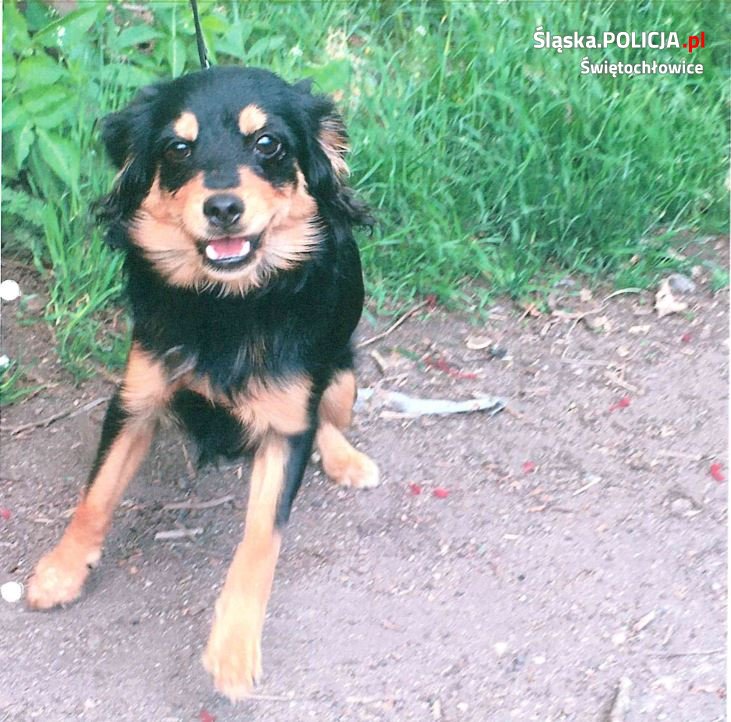 Policjanci z Świętochłowic poszukują sprawcy porzucenia psa